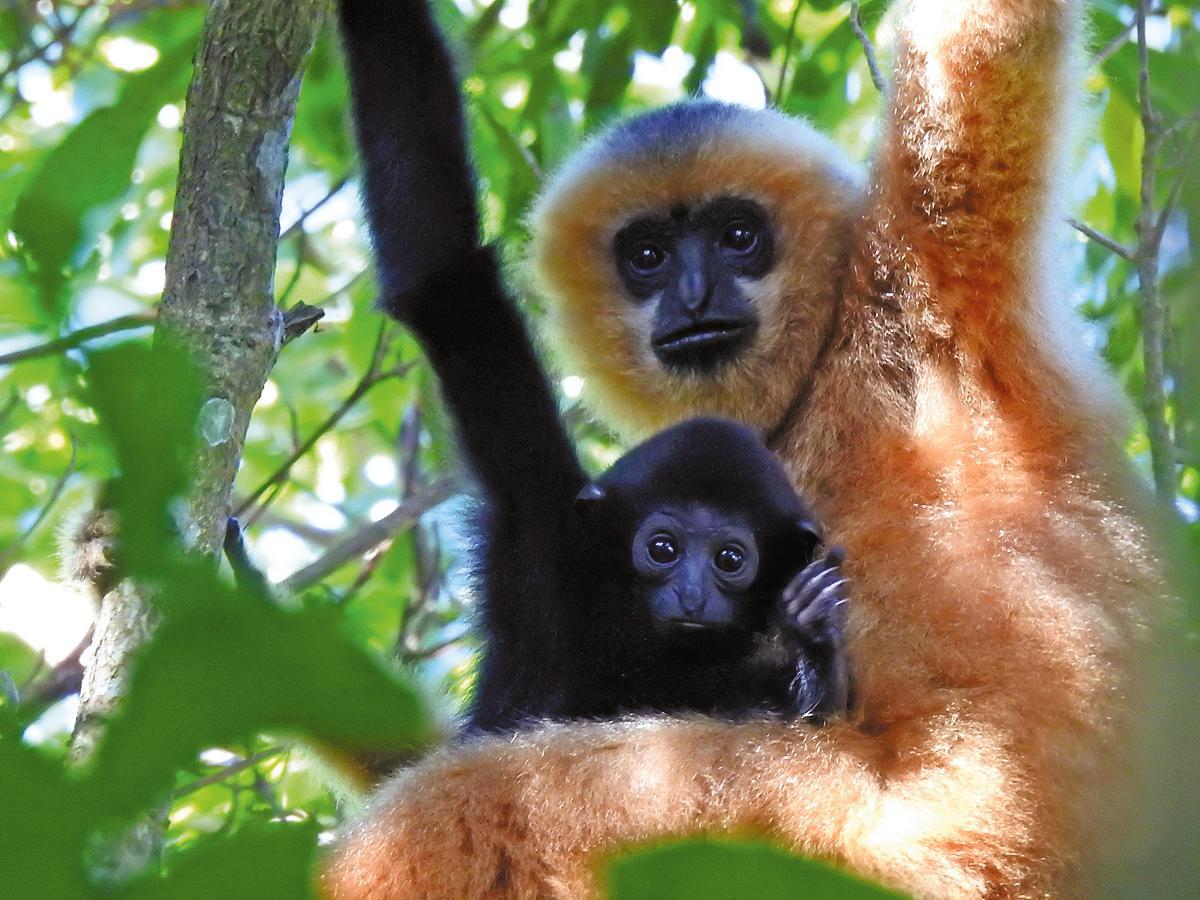 Study aims to boost Hainan gibbon numbers