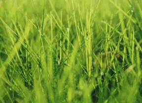 text