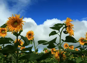 text