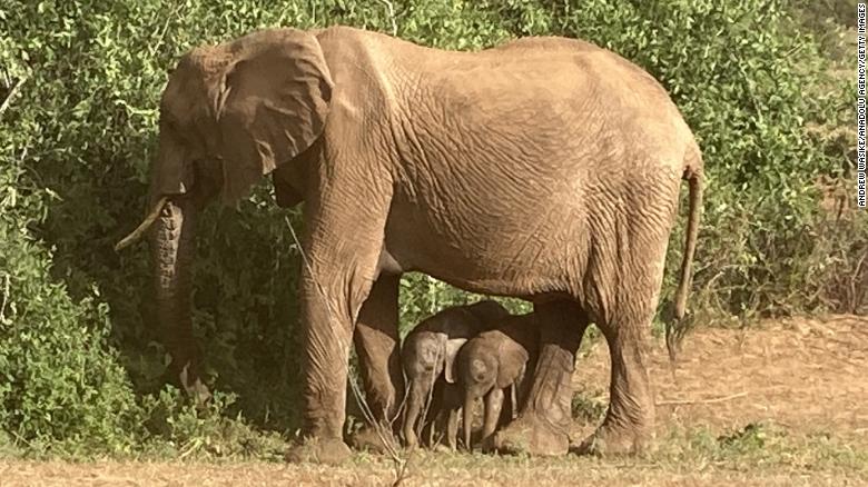 220120165519-02-kenya-twin-elephants-exlarge-169.jpg